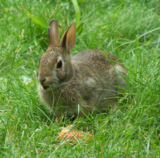 Oryctolagus cuniculus