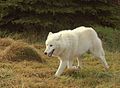 Groenlandia wolfCanis lupus orion