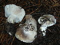 Tricholoma vernaticum