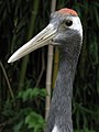 Japanese Red Crowned Crane