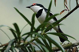 Platysteira cyanea