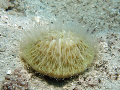 Cycloseris cyclolites (Fungiidae).