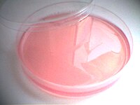 Endo-Agar