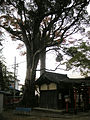 小戸神社　白竜大神