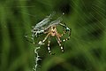 * Nomination Argiope bruennichi is catching a dragonfly (anisoptera sp.). --ComputerHotline 17:08, 31 July 2010 (UTC) * Promotion The spider is really impressive. --Quartl 18:12, 31 July 2010 (UTC)