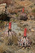 Aloe peglerae