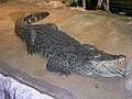 Mamba wa Kuba Crocodylus rhombifer