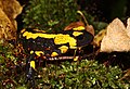 Salamandra salamandra