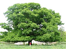 Raudonasis ąžuolas (Quercus rubra)