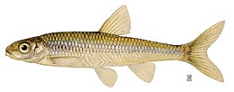 Notropis volucellus.jpg