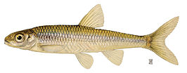 Notropis volucellus