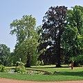 Deutsch: Bäume im Schoßpark von Hemmingen in Baden-Württemberg. English: Trees in the castle garden of Hemmingen in the German Federal State Baden-Württemberg.