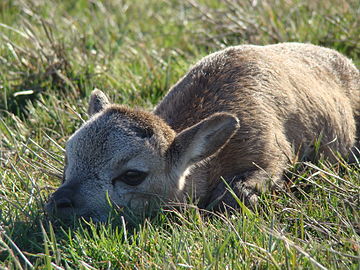 unidentified animals: a juvenile bovid from Askania-Nova (Ukraine), but which species?