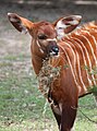 Juvenile Bongo