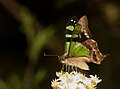 Graphium macleayanus