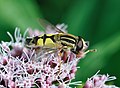 * Nomination Hoverfly Helophilus trivittatus side view. --Quartl 18:00, 31 July 2010 (UTC) * Promotion Good --The High Fin Sperm Whale 20:41, 31 July 2010 (UTC)