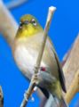 Japanese White Eye