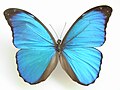 Morpho (Iphixibia) anaxibia