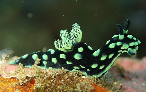 Nembrotha cristata, by Steve Childs