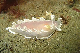 Tritonia festiva, un nudibranche dendronotacé.