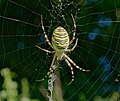 L'Argiope frelon qui reste au centre de sa toile n'a pas besoin de ce fil.