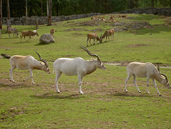 דישונים בגן חיות Kolmården