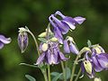 Fiori di Aquilegia vulgaris.