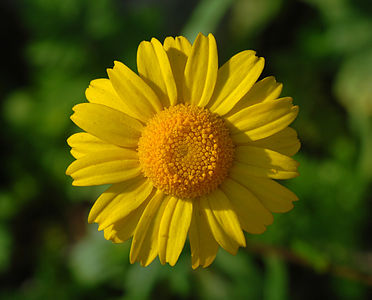 Coleostephus myconis (Corn Marigold)