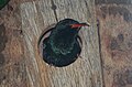 Green Woodhoopoe