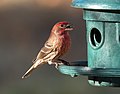 * Nomination House finch at a feeder in Green-Wood Cemetery --Rhododendrites 17:46, 25 November 2020 (UTC) * Promotion  Support Good quality. --Sandro Halank 12:45, 26 November 2020 (UTC)