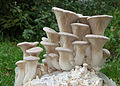 Pleurotus eryngii