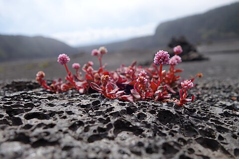 This is Persicaria capitata (also known as pink-headed persicaria, pinkhead smartweed, pink knotweed, Japanese knotweed, or pink bubble persicaria) on the Kilauea Iki crater floor.