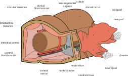 Anatomía - animal