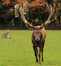 Un cerf élaphe (Cervus elaphus). (définition réelle 2 842 × 3 099)