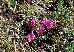 Lappland-Alpenrose