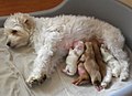 Image 21A female dog is nursing her newborn puppies. (from Dog)