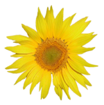 Sonnenblume