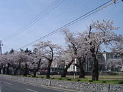 石垣と桜