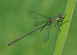 Chalcolestes viridis (Lestoidea)