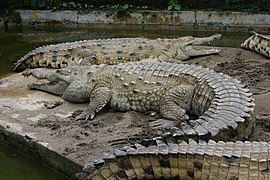 Orinoco Crocodile