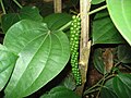 Pepper in కేరళ, India