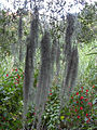 Graue Tillandsie Tillandsia usneoides: wird im Deutschen als „Louisianamoos“ oder „Spanisches Moos“ und im Englischen als „Spanish Moss“ bezeichnet. Hat die Wuchsform einer Bartflechte (daher auch der Artname). Wurde als Verpackungsmaterial verwendet.