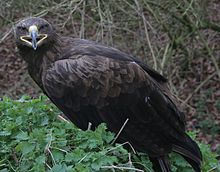 Aquila nipalensis 4.jpg