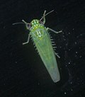 Thumbnail for Potato leafhopper