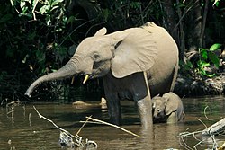 O elefante africano de bosque (na foto) é a especie irmá do elefante da sabana Loxodonta africana.[3]