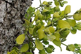 Oak Mistletoe