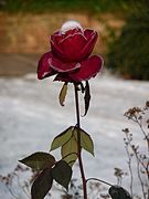 Rosa