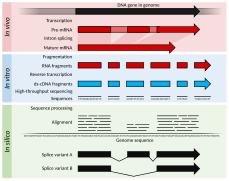 Transcriptomics technologies