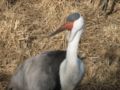 Wattled Crane