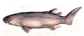 Echinorhinus brucus